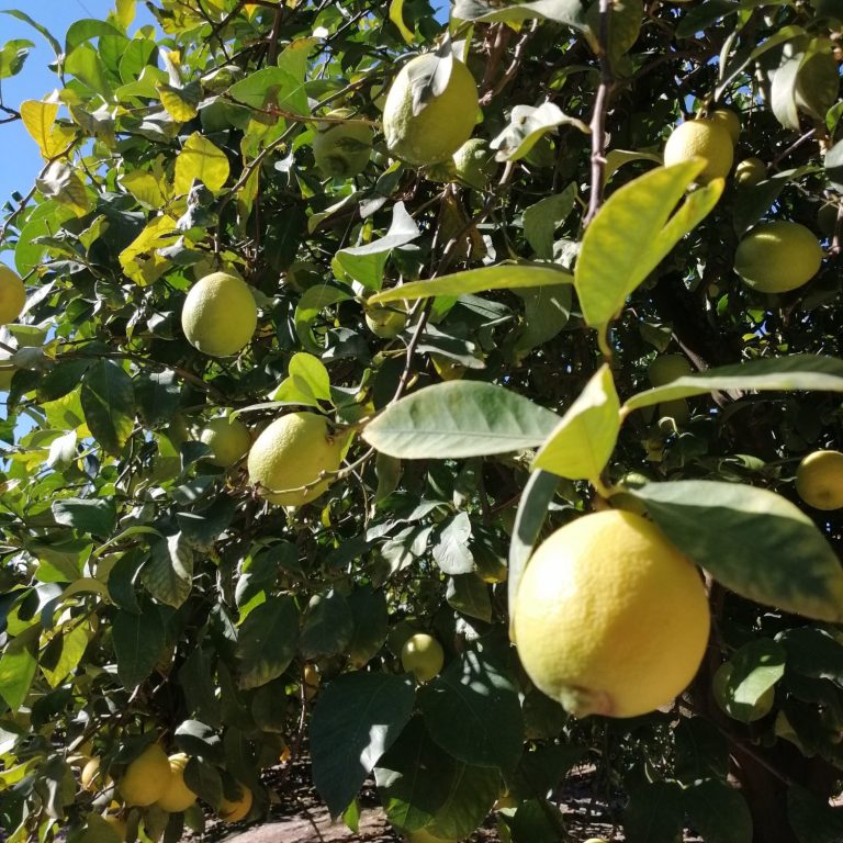 Citricos