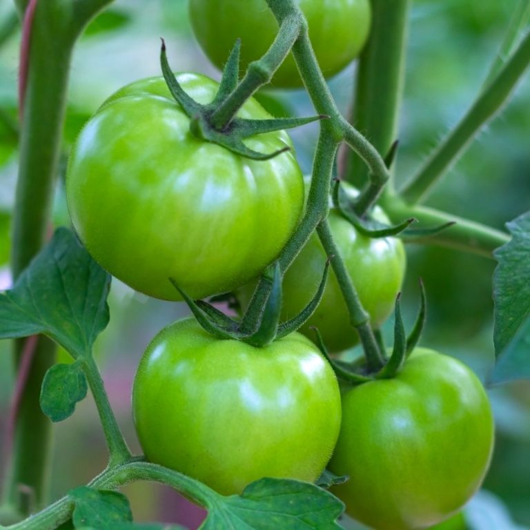 Tomates