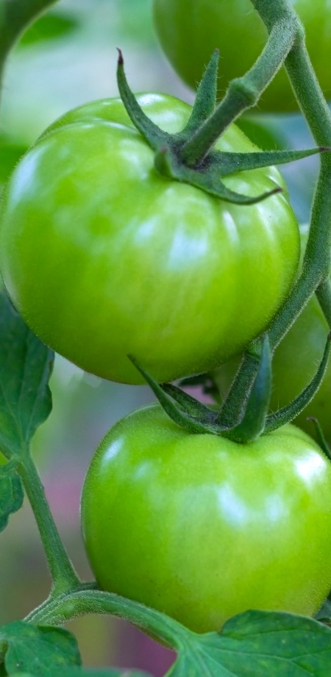 Tomates en Mazarrón 