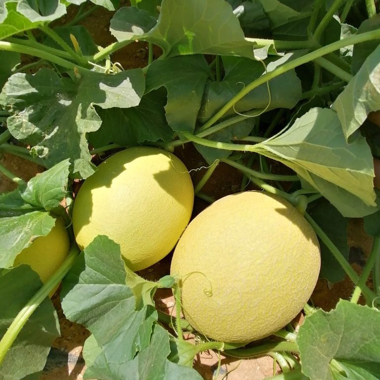 Melones 
