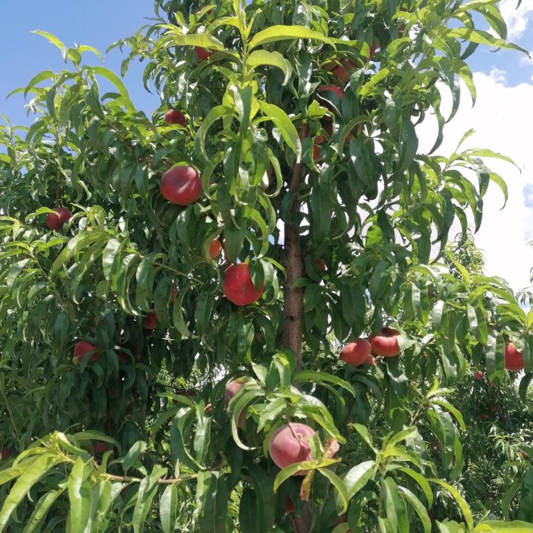 Fruta de hueso