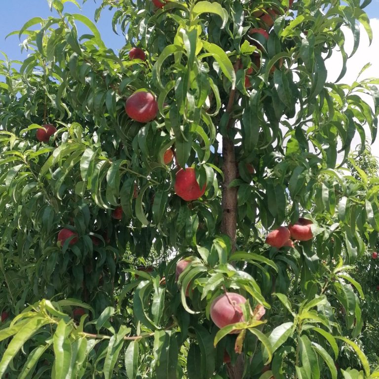 Fruta de hueso