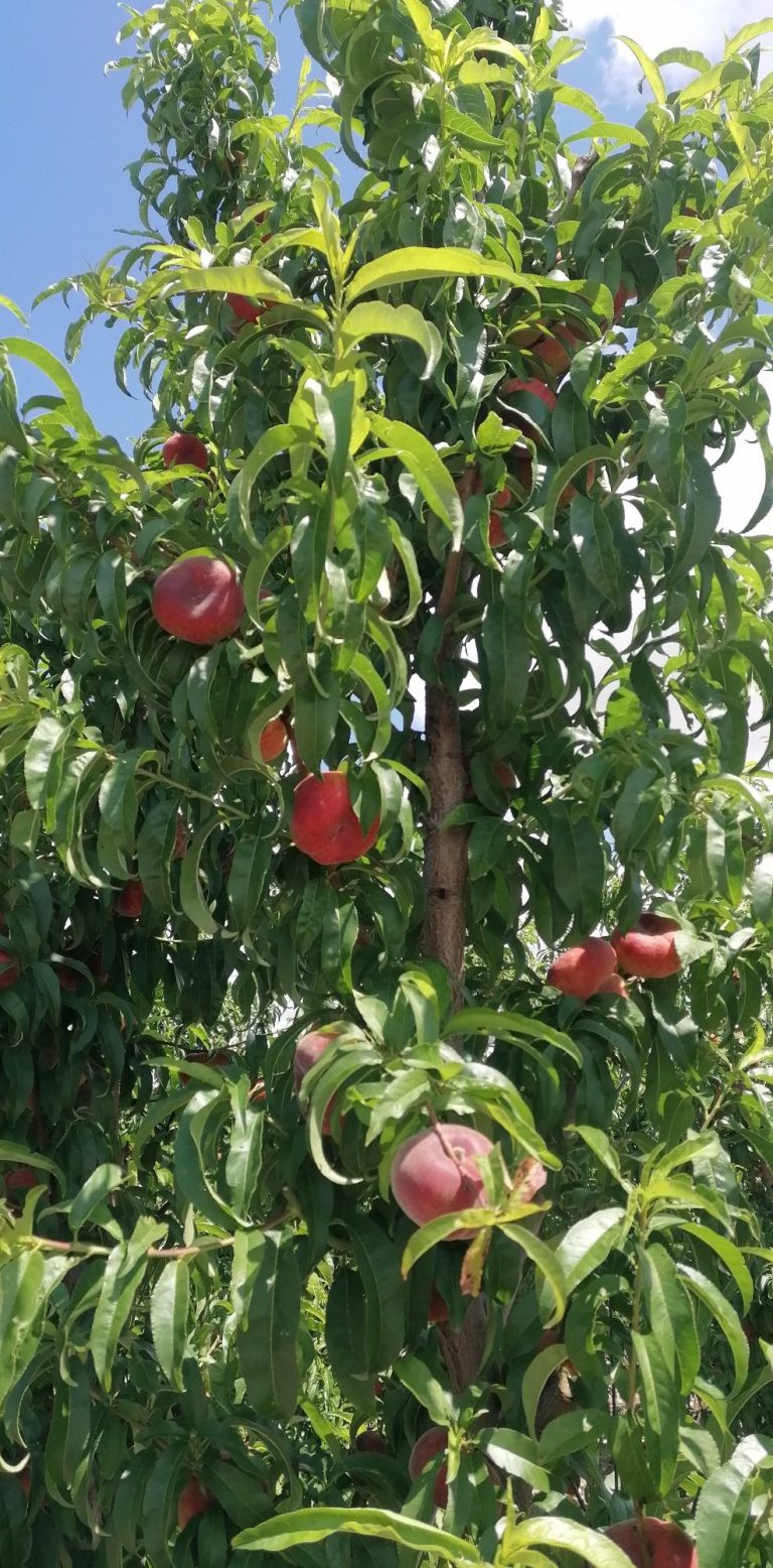 Fruta de hueso en Cieza