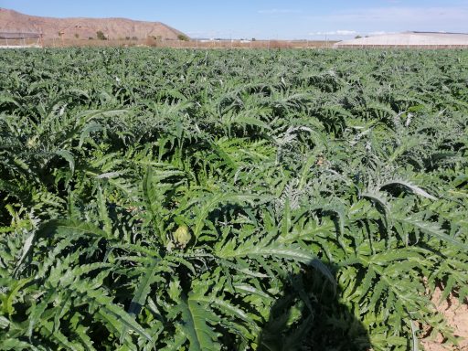 Maguey Green