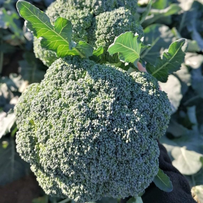 Brócoli