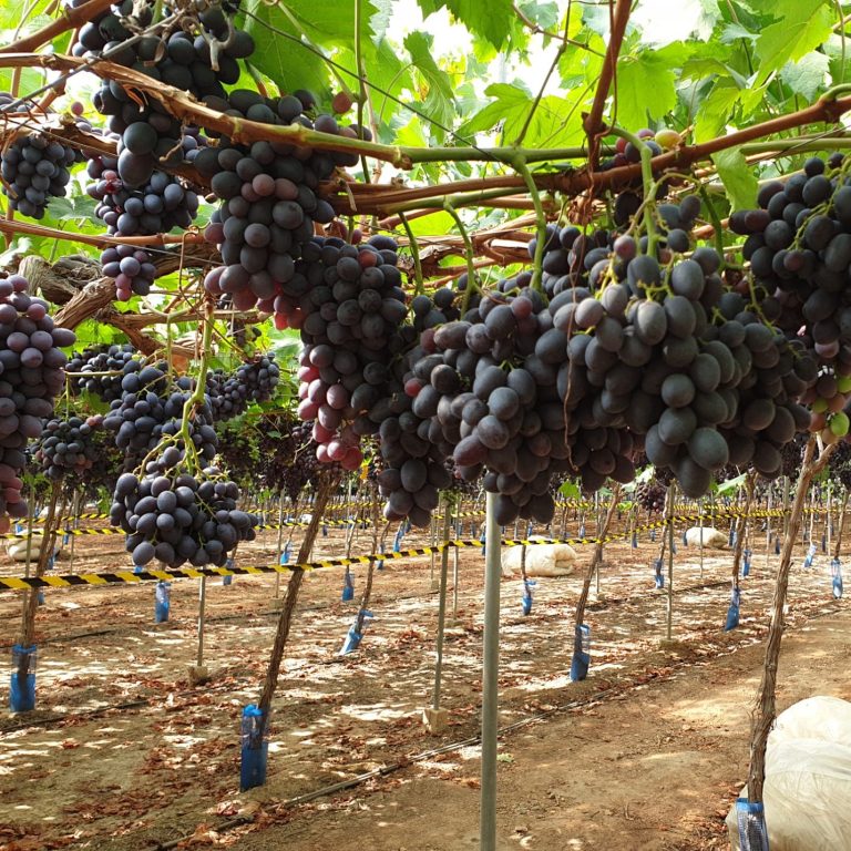 Viñedos