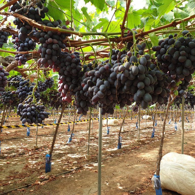 Viñedos