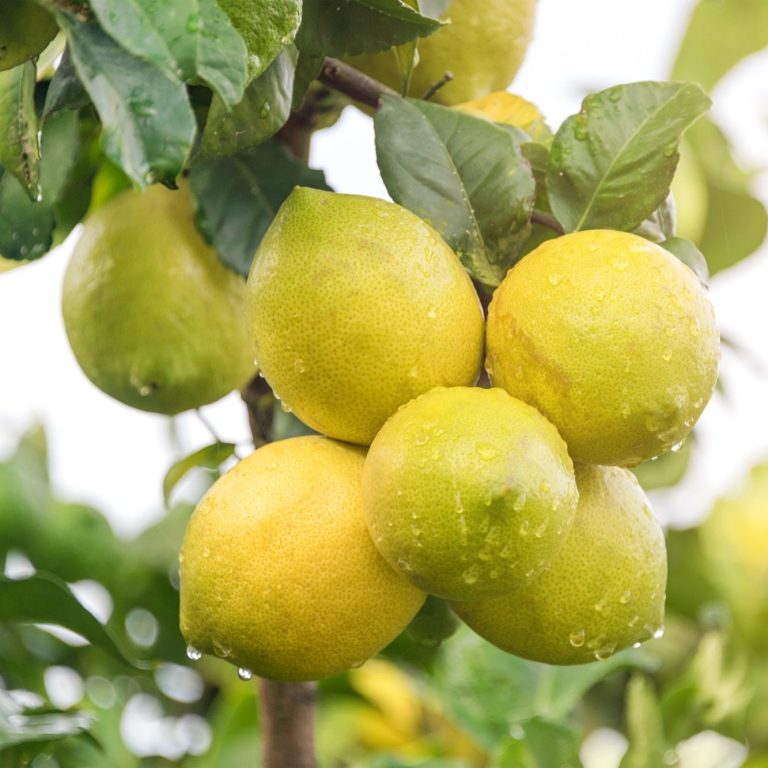 Limones
