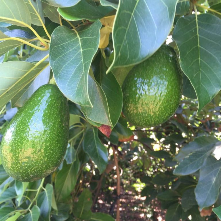 Aguacates