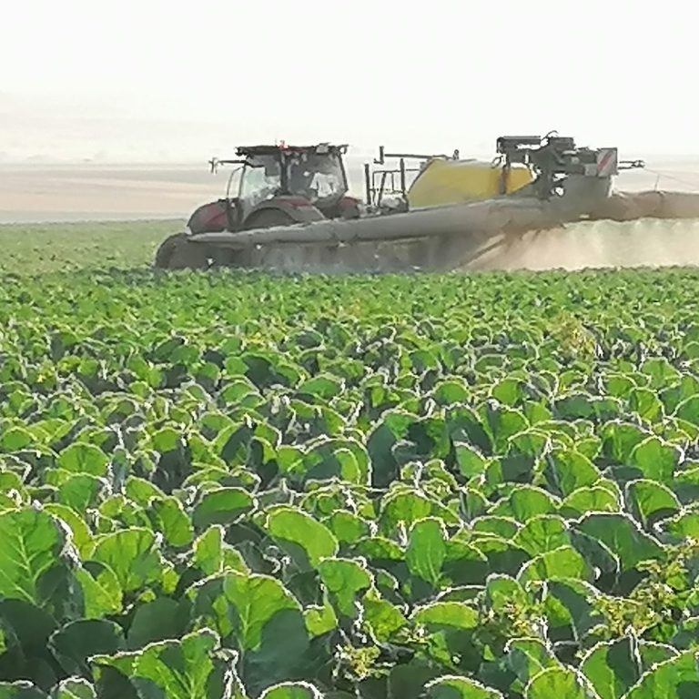Abono foliar