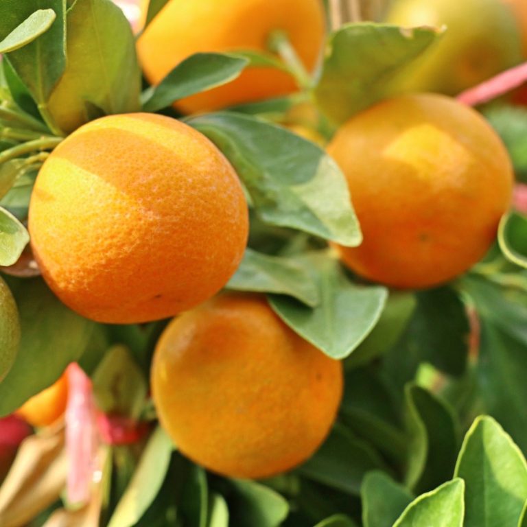 Naranjas