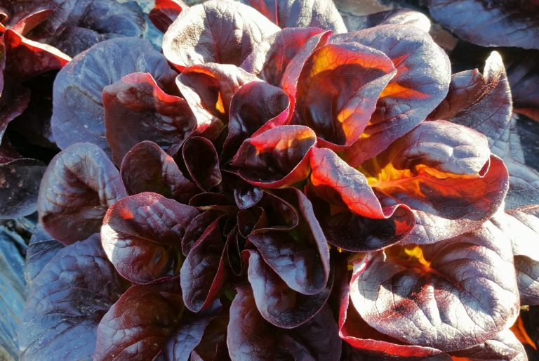 Lechuga colorada